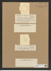 Chaetoceros brevispinus Castr. (de-Toni-Nr.: Genus 149, Species 4152) Zeichnungen Sammlung Grunow Nr. 7712 (NHMW-BOT-W0376918)